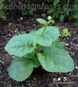 Malabar Spinach - Ten Random Facts