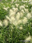 Feathertop Grass