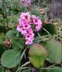 Bergenia Crassifolia