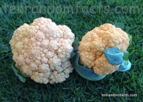 Cauliflower