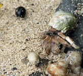 Hermit Crab