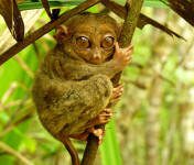 Tarsier