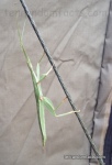 Children’s Stick Insect