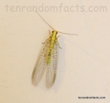 Green Lacewing