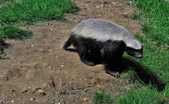 Honey Badger