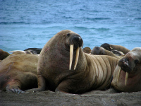 Walrus