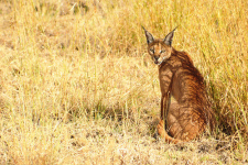 Caracal