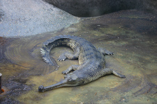 Gharial