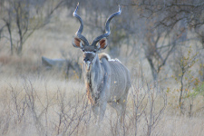 Kudu