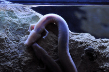 Olm