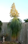 Ponytail Palm