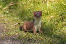 Stoat