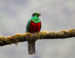 Quetzal - Ten Random Facts