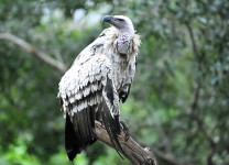 Old World Vultures
