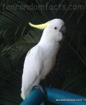 Sulphur-crested Cockatoos