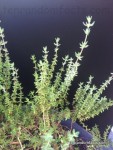 Thyme, Plant, Herb, Vegetation, Ten Random Facts, Green, Australia, Food, Culinary