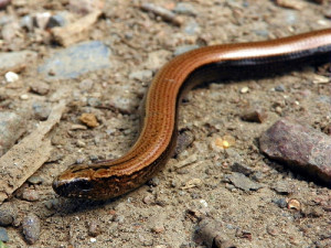 Slow Worm - Ten Random Facts