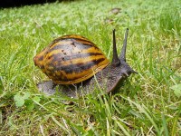 Giant Ghana Snail