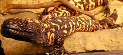 Gila Monster