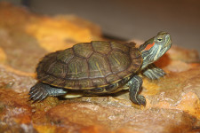 Red-eared Slider