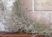 Spanish Moss