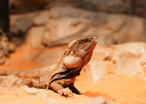 Frilled-neck Lizard