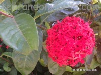 Ixora