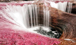 Caño Cristales