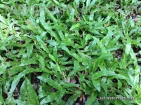 Broadleaf Carpet Grass