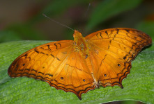 Cruiser Butterfly