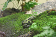 Oriental Fire-bellied Toad