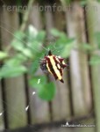 Northern Jewelled Spider