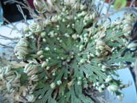 Resurrection Plant