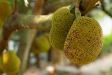 Jackfruit