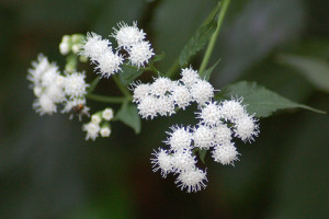 snakeroot