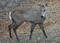Tufted Deer